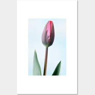 Tulipa  &#39;Pretty Princess&#39; Triumph Group  Tulip Posters and Art